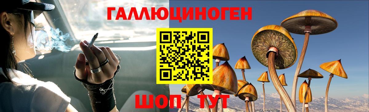 Галлюциногенные грибы Psilocybine cubensis Шебекино